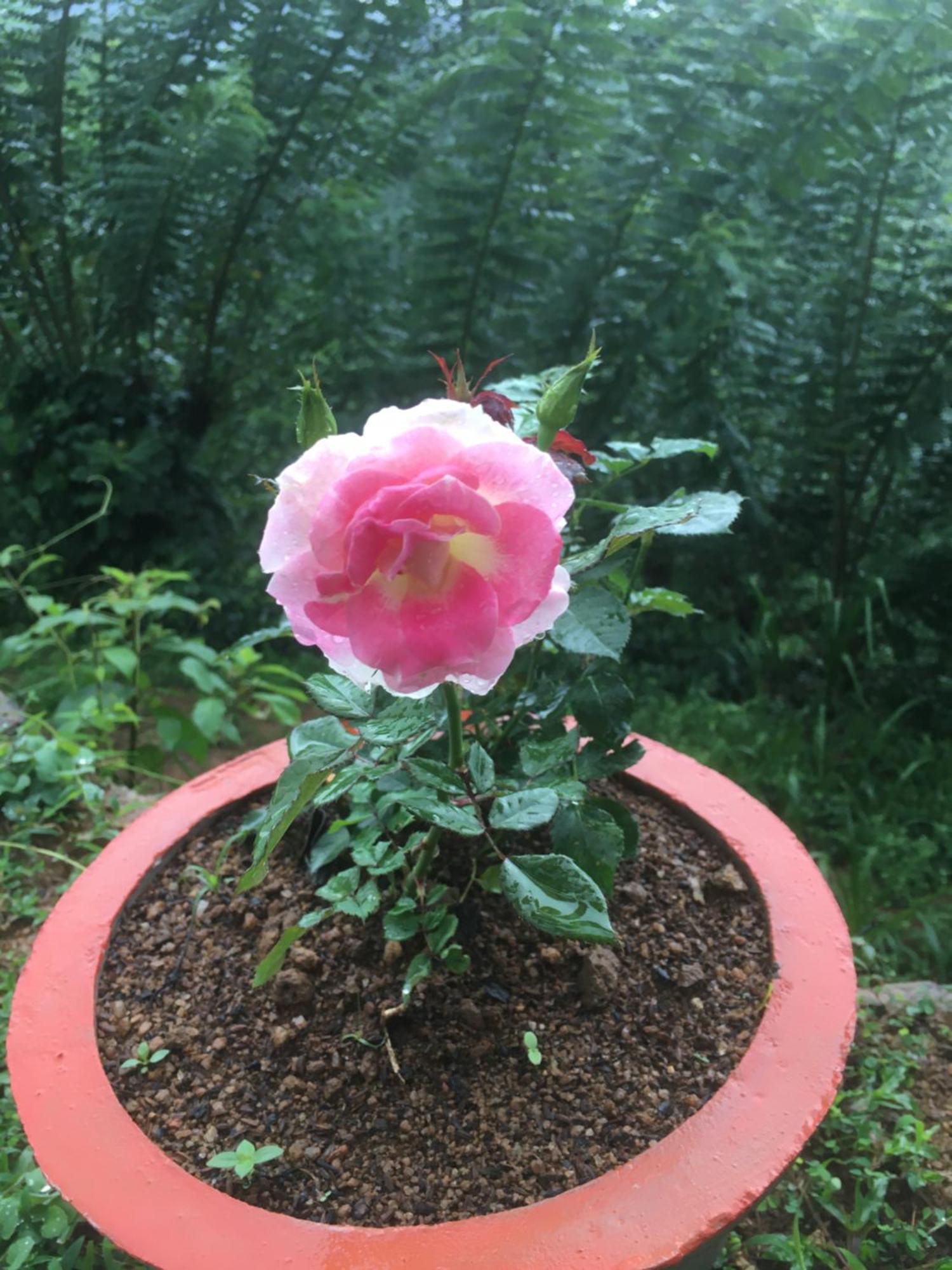 Paradise Eco Garden Kitulgala Ngoại thất bức ảnh